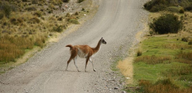 http://www.habiafrica.de/wp/wp-content/uploads/2012/05/Guanacos-auf-der-Piste_1.jpg