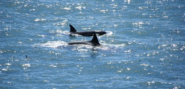 http://www.habiafrica.de/wp/wp-content/uploads/2012/05/Orcas-vor-der-Peninsula-Valdes_1.jpg