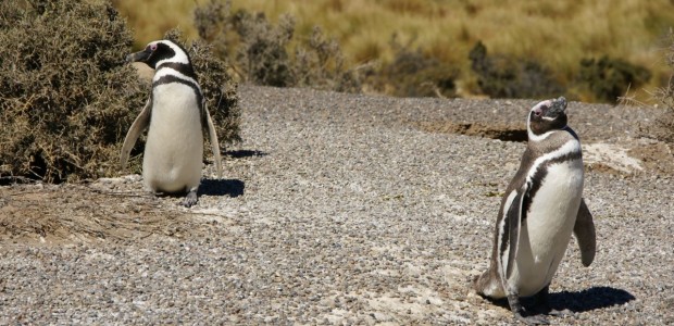 http://www.habiafrica.de/wp/wp-content/uploads/2012/05/Pinguine-in-Punta-Tombo_1.jpg