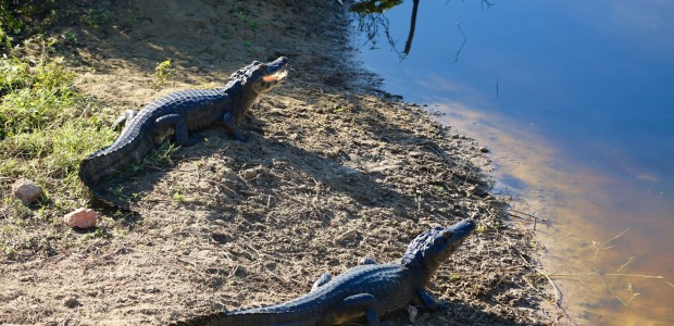 http://www.habiafrica.de/wp/wp-content/uploads/2015/06/30.Kaimane-im-Pantanal_2.jpg