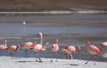 http://www.habiafrica.de/wp/wp-content/uploads/2015/07/41.-Flamingos-an-der-Laguna-Hedihonda-Bolivien_2.jpg