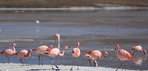 http://www.habiafrica.de/wp/wp-content/uploads/2015/07/41.-Flamingos-an-der-Laguna-Hedihonda-Bolivien_2.jpg