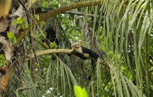 http://www.habiafrica.de/wp/wp-content/uploads/2015/10/11.-Einfach-mal-Faulenzen-im-Nationalpark-in-Costa-Rica_2.jpg