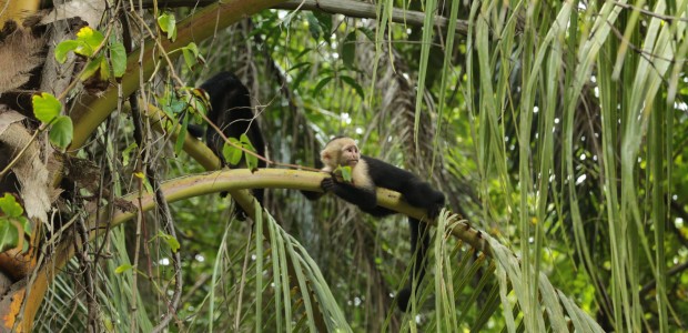 http://www.habiafrica.de/wp/wp-content/uploads/2015/10/11.-Einfach-mal-Faulenzen-im-Nationalpark-in-Costa-Rica_2.jpg