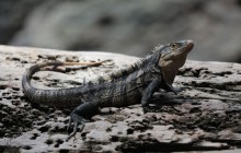 http://www.habiafrica.de/wp/wp-content/uploads/2015/10/11.-Leguan-im-NP-Manuel-Antonio_2.jpg