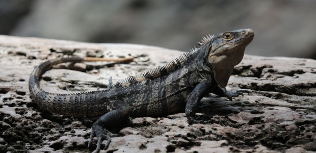 http://www.habiafrica.de/wp/wp-content/uploads/2015/10/11.-Leguan-im-NP-Manuel-Antonio_2.jpg