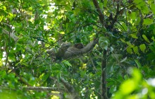 http://www.habiafrica.de/wp/wp-content/uploads/2015/10/12.-Fautier-im-NP-Manuel-Antonio-Costa-Rica_2.jpg