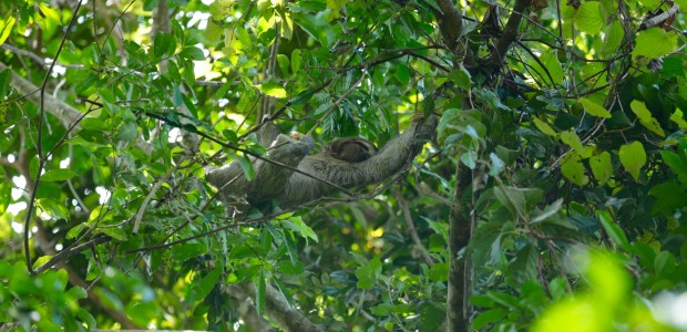 http://www.habiafrica.de/wp/wp-content/uploads/2015/10/12.-Fautier-im-NP-Manuel-Antonio-Costa-Rica_2.jpg