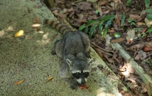 http://www.habiafrica.de/wp/wp-content/uploads/2015/10/13.-Waschbär-im-Nationalpark-Manuel-Antonio-Costa-Rica_2.jpg