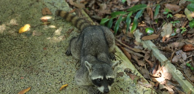 http://www.habiafrica.de/wp/wp-content/uploads/2015/10/13.-Waschbär-im-Nationalpark-Manuel-Antonio-Costa-Rica_2.jpg