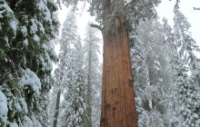 http://www.habiafrica.de/wp/wp-content/uploads/2015/11/3g.-Einer-der-mächtigsten-Bäume-der-Erde-der-Sherman-Tree-Sequoia-NP-Kalifornien_2.jpg