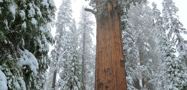 http://www.habiafrica.de/wp/wp-content/uploads/2015/11/3g.-Einer-der-mächtigsten-Bäume-der-Erde-der-Sherman-Tree-Sequoia-NP-Kalifornien_2.jpg